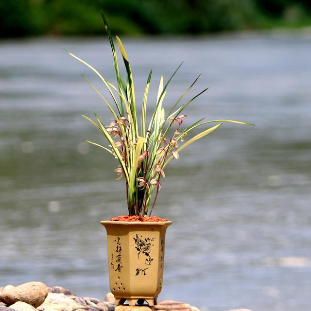 叶艺完美之兰，花型大气，姿态娇美，是建兰奇珍异种名品