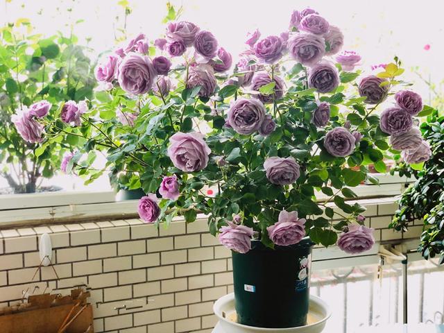 新手养月季，这款很合适，抗病能力强，丰花勤花，花开时满室飘香