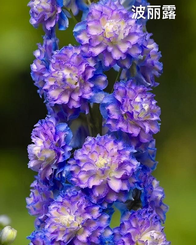 风靡花友圈的重瓣宿根飞燕草