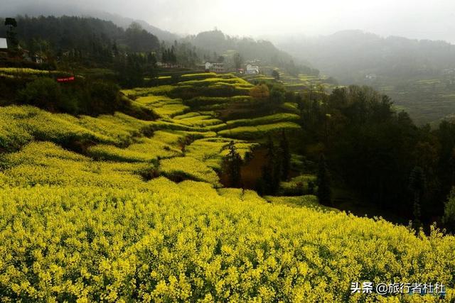 「约吗旅行」百万亩油菜花盛开，处处诗情画意，致最美的汉中油菜花