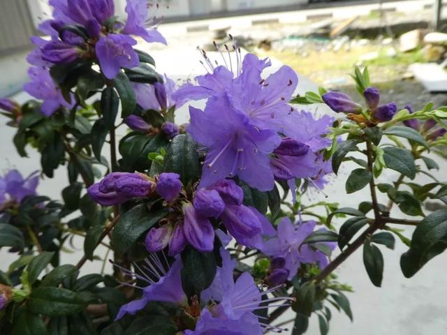 大咖分享 | 蓝色花境植物有那些？