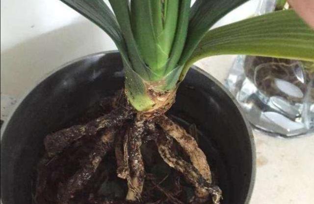 君子兰烂根不要扔，用这种方法处理，一个月长满新根