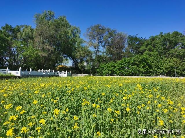 世界那么大■北陵公园的油菜花海——周末对外开放