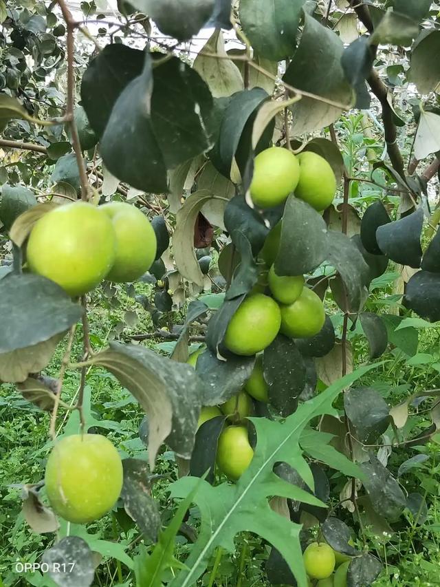 【超级宝妈】别样过假期，携手共育促成长——家乡篇