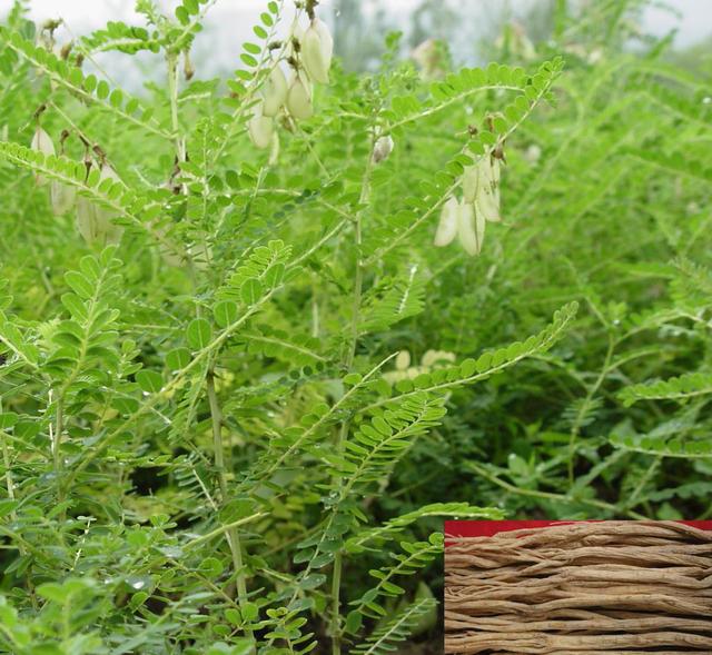 黄芪和农村的野刺蒺藜是一种植物吗?