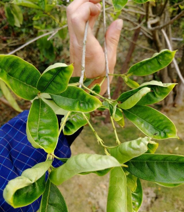 桂花修剪“好时机”抓住了，树干存满“养份”，明年开花多一倍