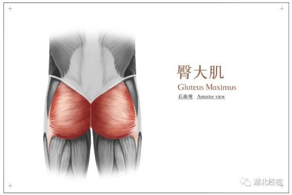 臀肌|有些人活着，屁股却“死”了…… 打工人，你听说过死臀综合征吗？