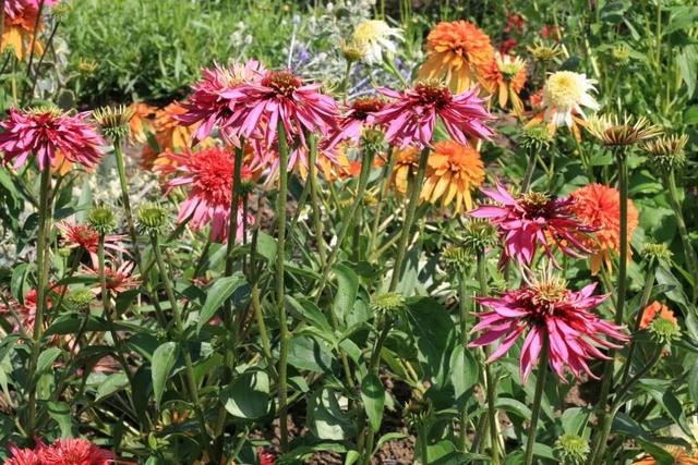 夏季庭院里一抹浓艳的色彩——松果菊