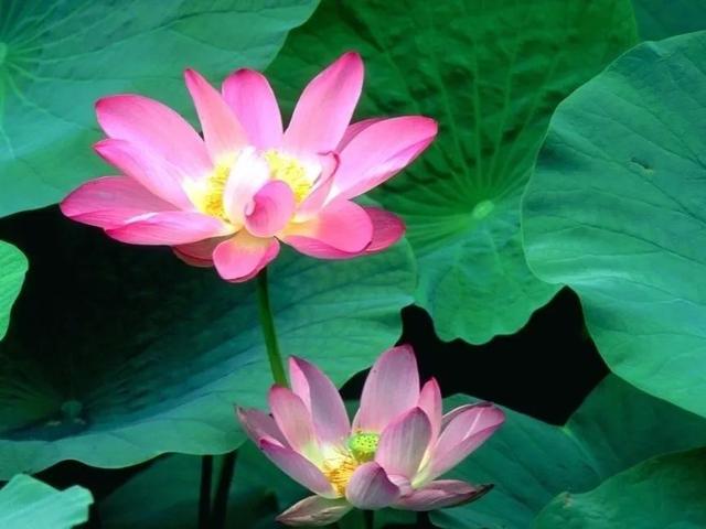 超级宝妈|儿童画教程｜夏日荷花这样画，又漂亮又有创意