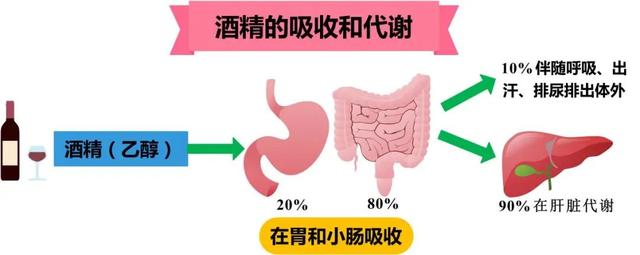 劝君更尽一杯酒？酒精的自述