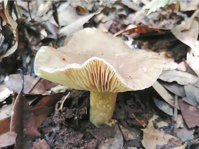 祖孙3人食毒蘑菇致死省疾控切勿采食野生菇