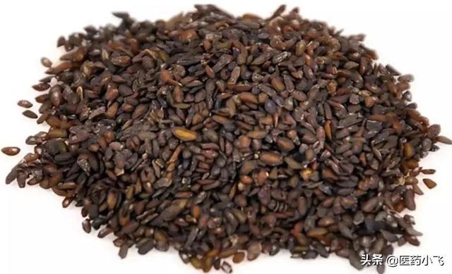 每日医药——车前子