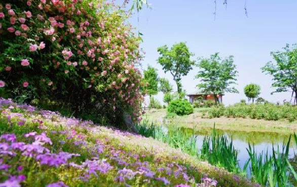 「麻辣杂谈」无锡首批8家景区室外区域明天起将有序开放