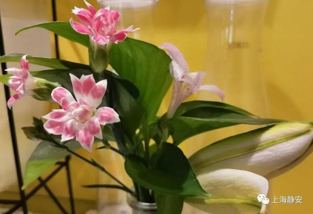 咖啡|富春小笼开咖啡店啦！老店跨界、阳光露台、咖啡蛋糕，潮