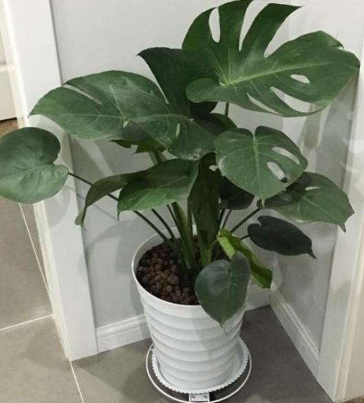 养了3年的龟背竹，冬天也给“浇点肥”，蹭蹭冒出4片新叶子