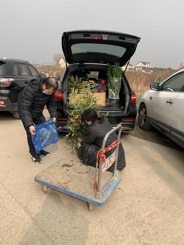 花卉|新春将至 年宵花市场走俏