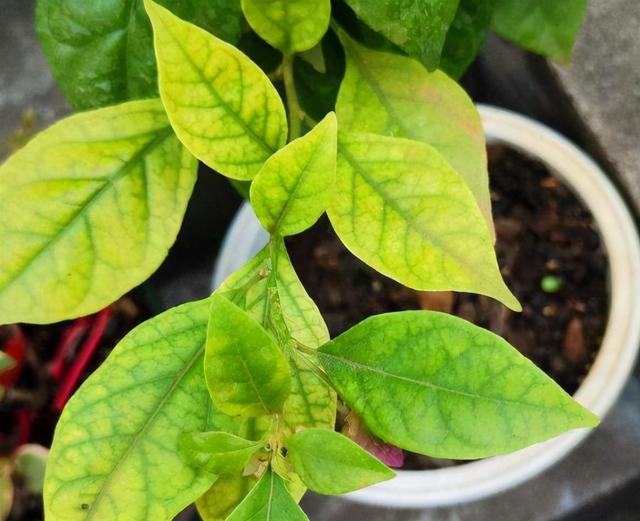 只要花卉黄叶就用硫酸亚铁？错！黄叶也分情况，合理使用才行