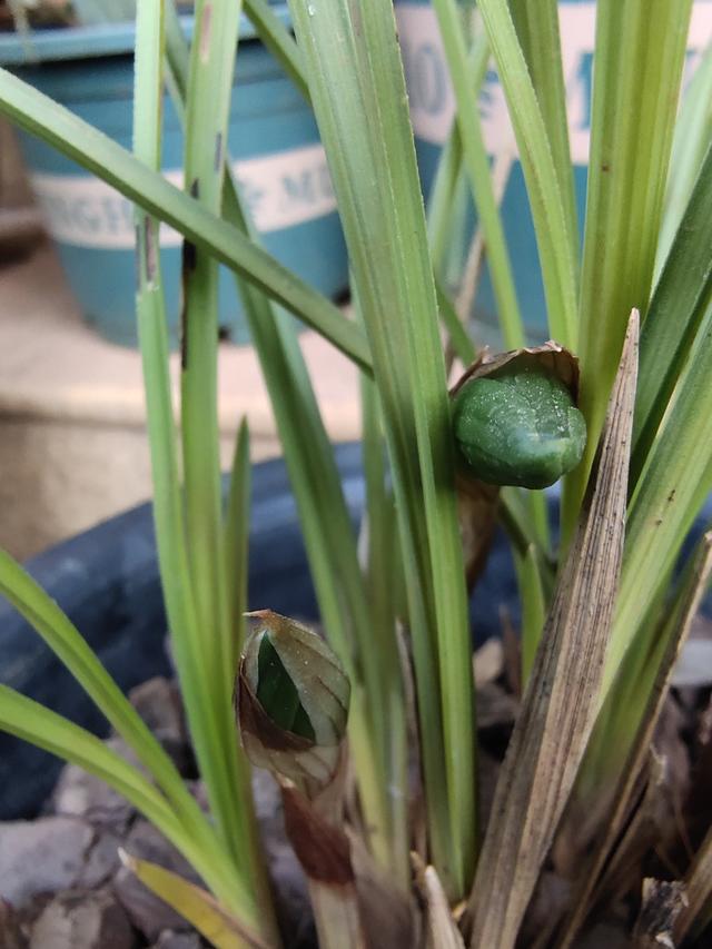 冬天养兰花，托盘里有水别倒掉，老花匠也这样做，兰花长势好