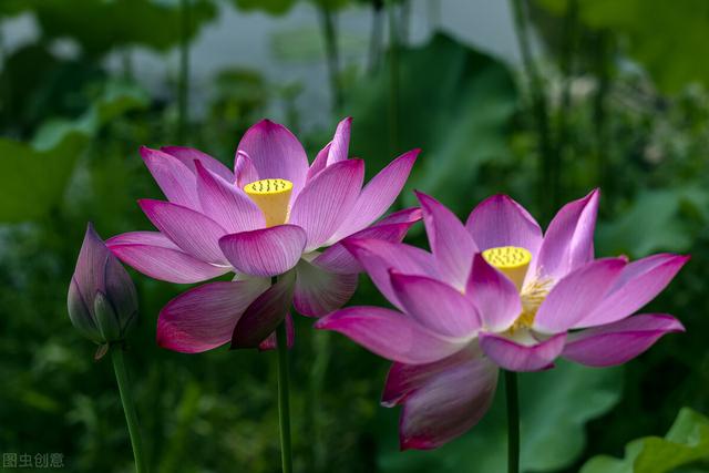 10种适合庭院，小区绿化种植的水生植物花卉