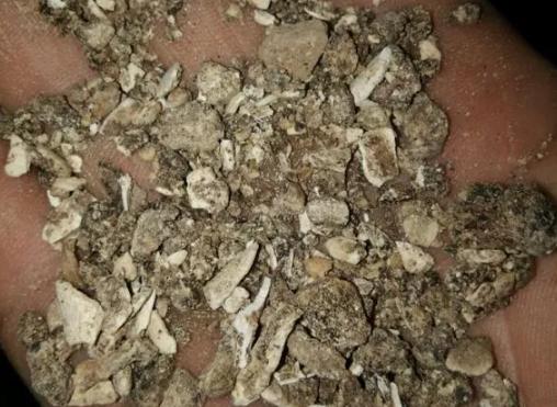 养君子兰、长寿花，盆里撒点“万能肥”，新芽猛长，呼呼开花