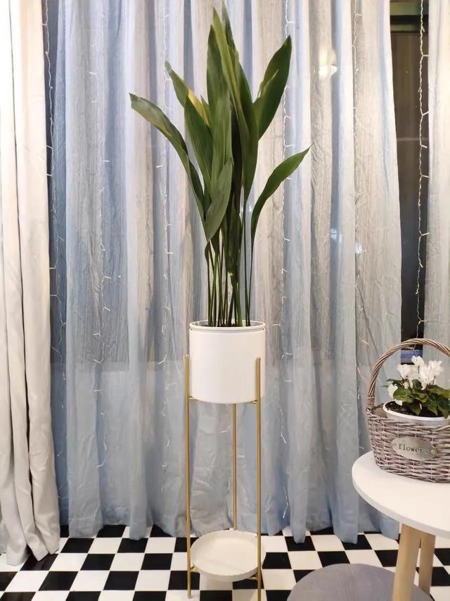 冬天在家养盆一叶兰，清雅又大方，光线不好也能活