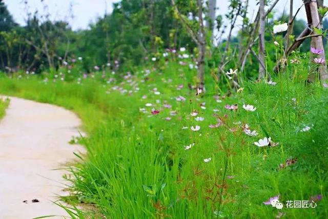 佳语姐的6月花事