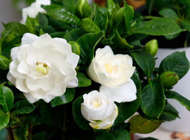 只要花卉黄叶就用硫酸亚铁？错！黄叶也分情况，合理使用才行