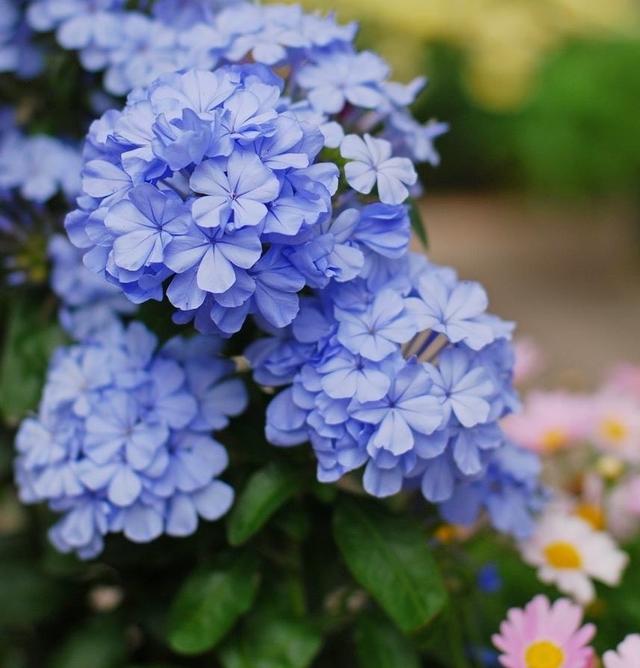 阳台养蓝雪花，秋冬季做好“一点”，来年花又开爆