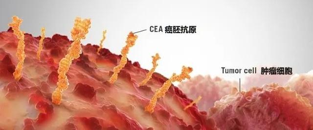 升高|体检发现肿瘤标志物升高，就是得了癌症吗？