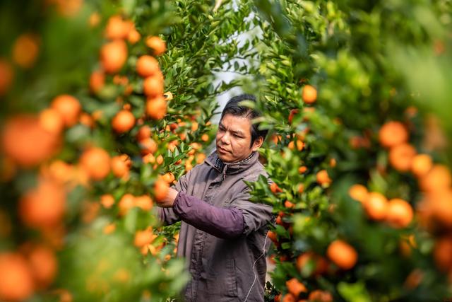 节前广州花卉行情如何？年桔蝴蝶兰“愁”，鲜