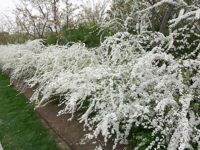 夏天能看到雪景，原因都是因为这些花卉