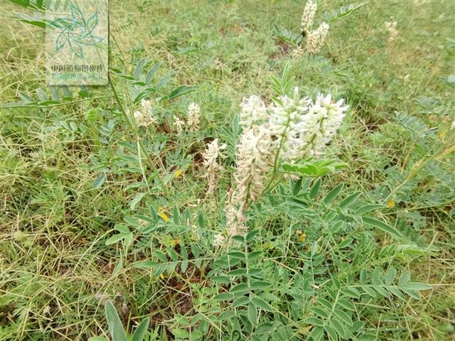 神农本草图经，薯蓣 菊花 甘草 人参 石斛 石龙芮