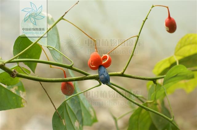 赤苍藤，见过吗？清热利湿，祛风活血。治水肿、半身不遂、风湿痛