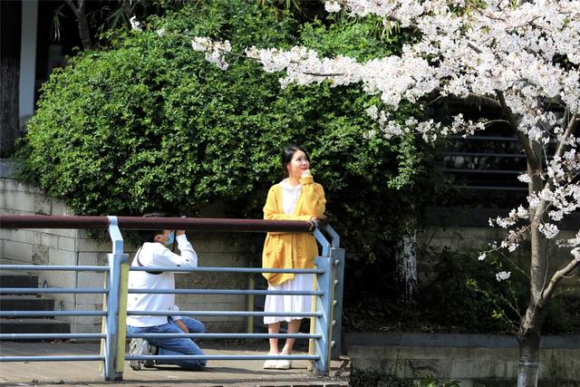「趣旅游」趁樱色,入画来!