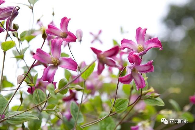 硬核开花机器，“铁线莲”来袭，绝对撞击你的心灵