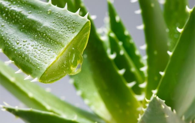 释氧量最高的几种植物，全天24时不间断释放氧气，家中必备