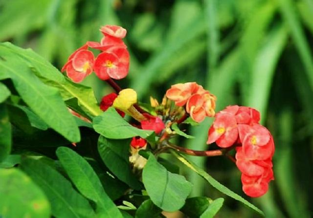 虎刺梅冬天黄叶，这“3招”记好，让它轻松过冬，花开“咕噜”冒