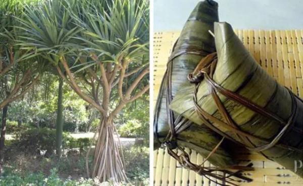 粽子|各种粽叶大盘点，你听说过几种？