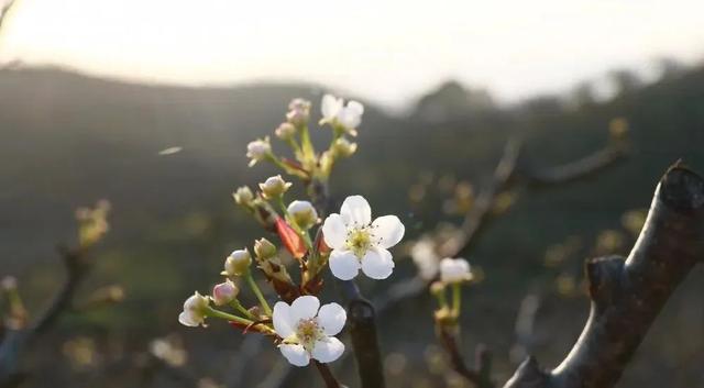 趣旅游■中国绿都 最氧三明 | 掬一捧春色,赏建宁桃红梨白……