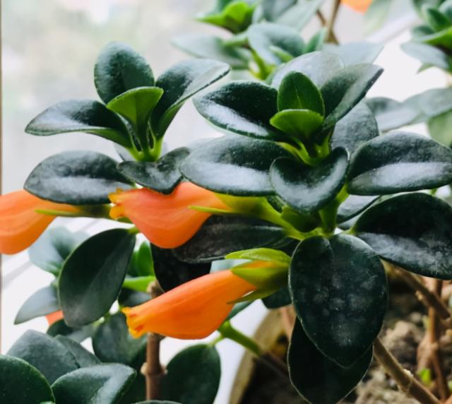 阳台养盆金鱼吊兰，满盆金鱼超漂亮，给点阳光就灿烂