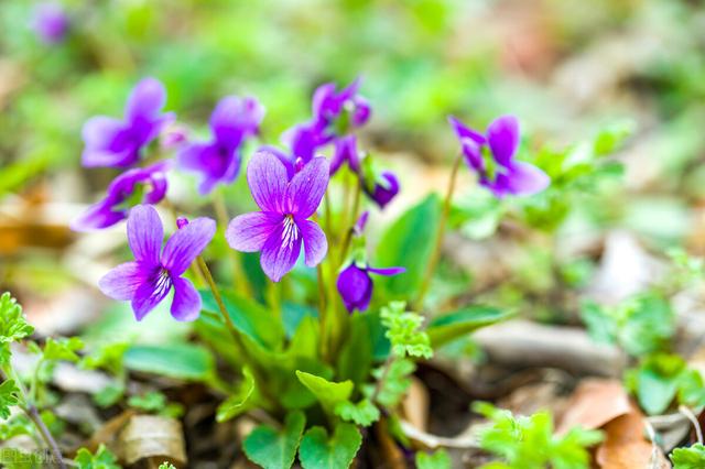 一味中药李时珍叫它独行虎，清热解毒、解蛇毒，容易与同名药混淆