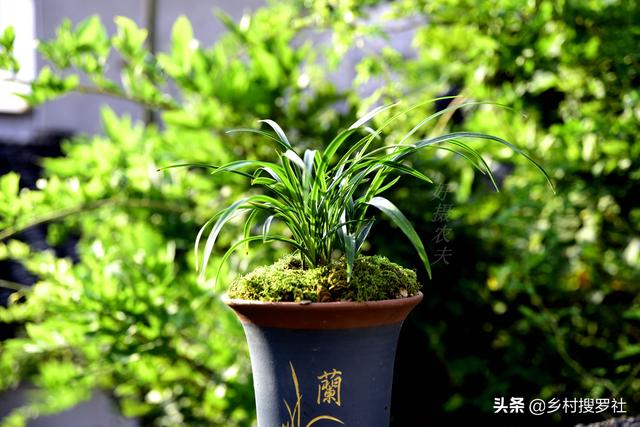 兰花多久换一次土？3个原因是关键，壮苗促蕾在于勤