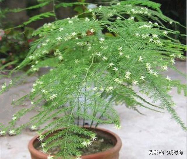 文竹和虎皮兰开花美观又吉祥，掌握方法，不但开花还能结果