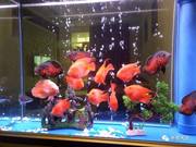 How to Remove Scale from Aquarium