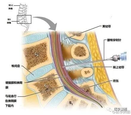 WoW，最全神经系统解剖图来了