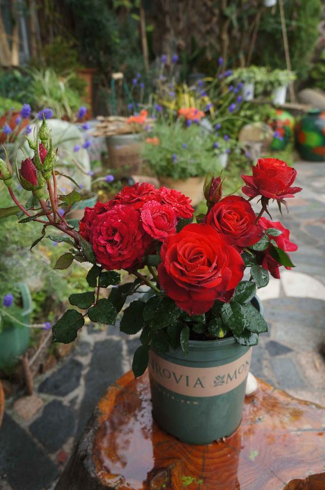 8种优秀的微型月季，专为阳台盆栽而生，家里养一株，四季有花看