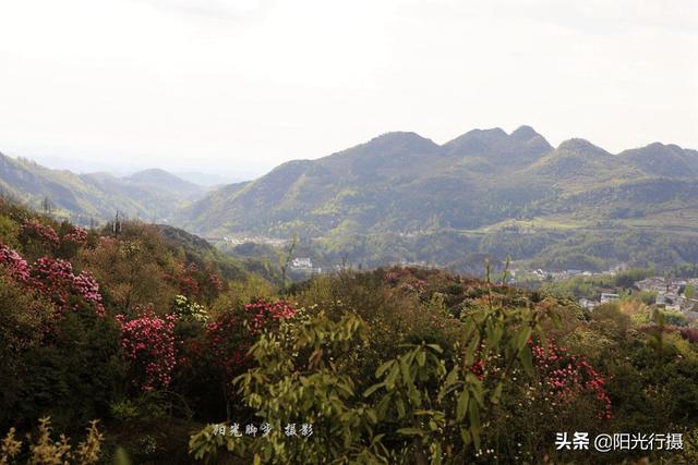 [旅行百事通]中国最大最美的高山杜鹃，没有之一（原创）@头条摄影