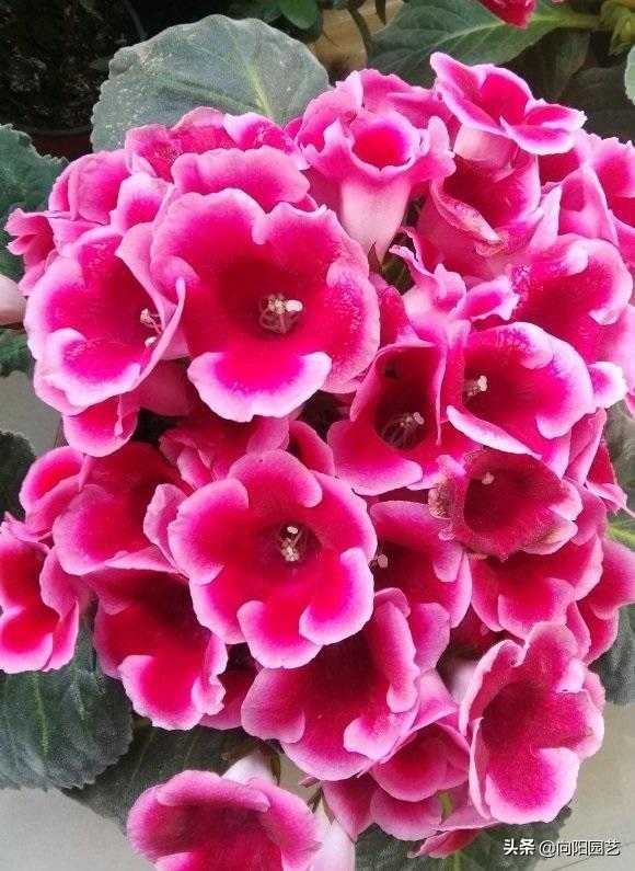 快到年底了，买盆花放在家里，8种开花植物，任意一种都很棒