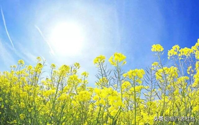 「约吗旅行」百万亩油菜花盛开，处处诗情画意，致最美的汉中油菜花