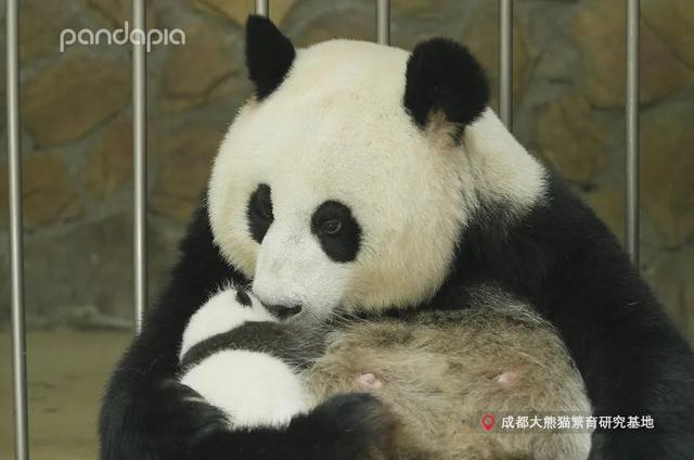 你的育儿经@抱娃有什么技巧，我怎么就抱不起来呢？